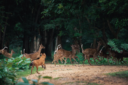 A dhole preying on a herd of deer in a forest
