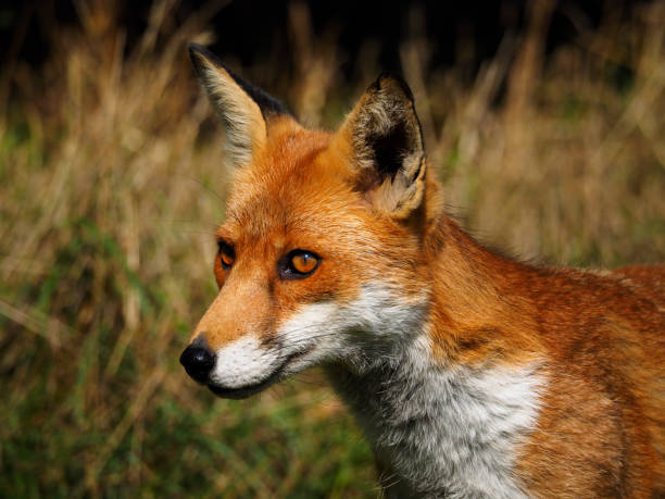 istock Closeup of a red fox in a field outdoors during daylight 1454139253