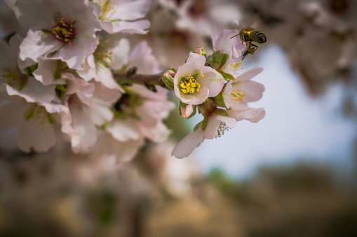 A soft focus of a bee collecting pollen and nectar from almond blossoms at a gard
