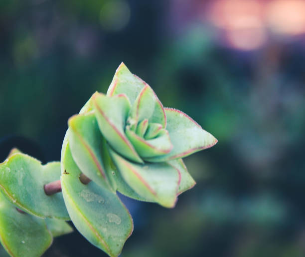 Closeup of crassula perforata growing in a field under the sunlight with a blurry background A closeup of crassula perforata growing in a field under the sunlight with a blurry background crassula stock pictures, royalty-free photos & images