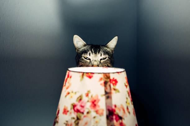 istock Tabby cat hiding behind the lamp shade 1454139678