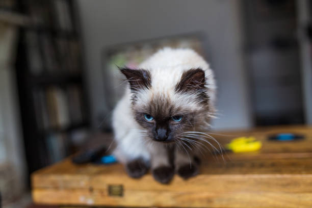A cunning Birman breed cat is about to jump
