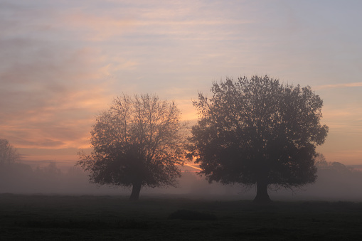 Pollarded willow in the early morning mist. Mystical, quiet atmosphere. The sky is coloured light blue and orange. a typical mood in the Lower Rhine