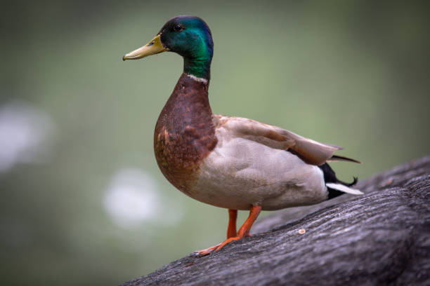istock Closeup shot of a marsh duck on a tree trunk 1454139878