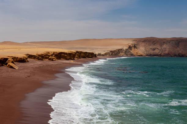 istock Paracas National Reserve 1454140006