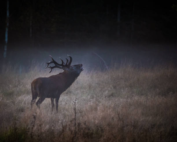 istock Shallow focus of a deer in the forest 1454140039