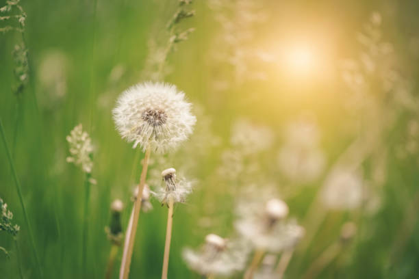 istock Fluffy dandelion in sunlight on a blurred green background. Selective focus. Beautiful spring nature background. 1454140064