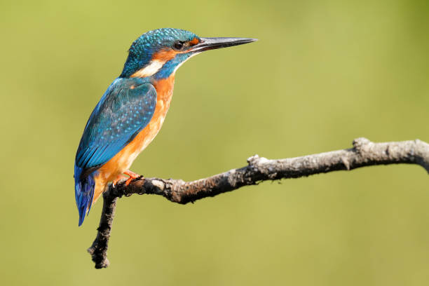 istock Closeup of a kingfisher perched on a tree branch with a blurry background 1454140087