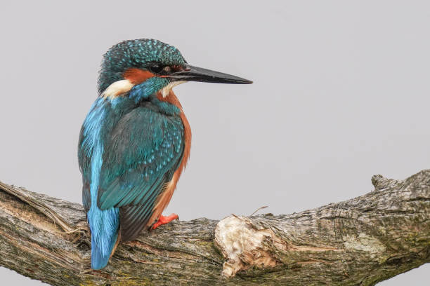 istock Closeup of a kingfisher perched on a tree branch with a blurry background 1454140103