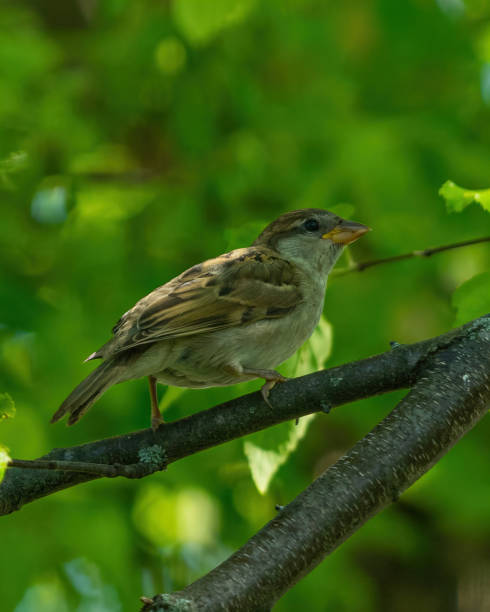 istock Vertical closeup of the house sparrow perched on the tree. 1454140141