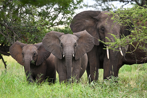 A herd of elephants with their babies in a forest