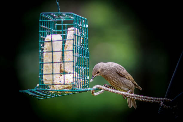 istock Selective focus of a common redstart bird eating from a feeding cage 1454140181