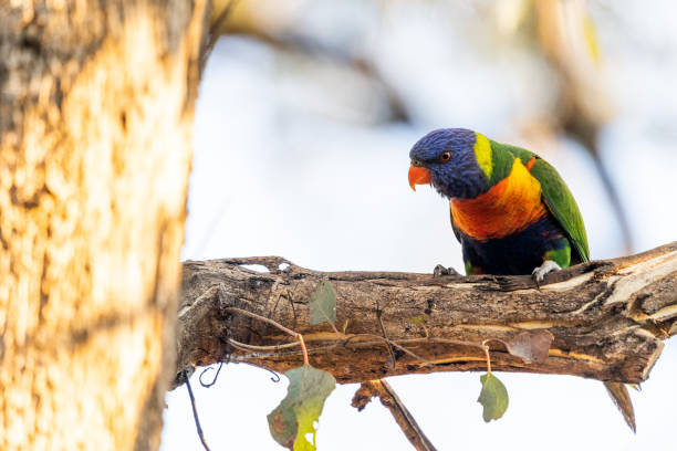 istock Closeup of a Red-collared lorikeet perched on a tree in a park under the sunlight 1454140189