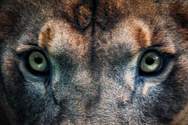 A very close shot of the scarred face of a lion's golden left eye starring straight into the camera.