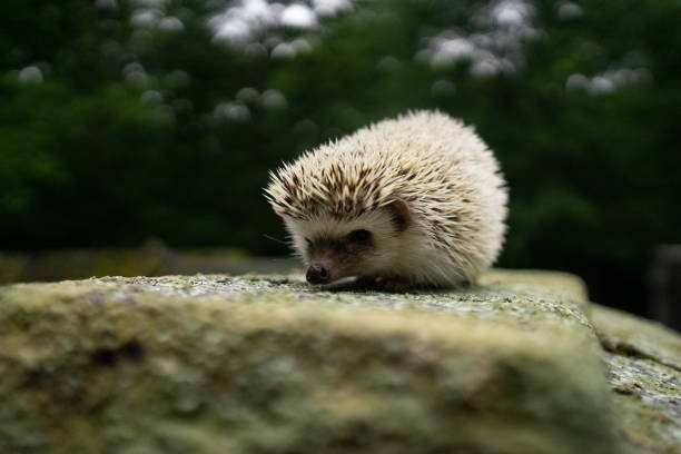 istock Closeup shot of a hedgehog 1454140231