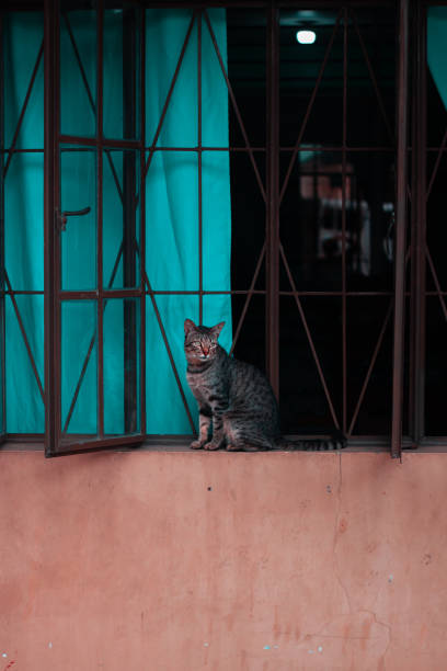 istock Vertical shot of a cat sitting on a window 1454140232