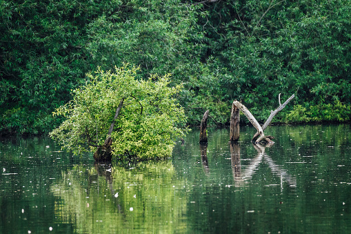 A view of a drowning tree in the lake in the forest