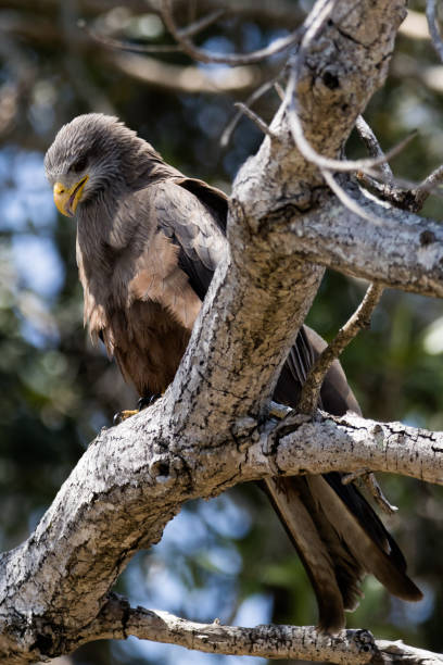 istock Vertical selective focus of an Eagle  perched on a tree branch on a blurred background 1454140927