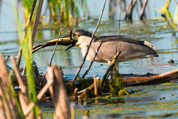 istock Black-crowned night heron holding a fish in its mouth 1454140969