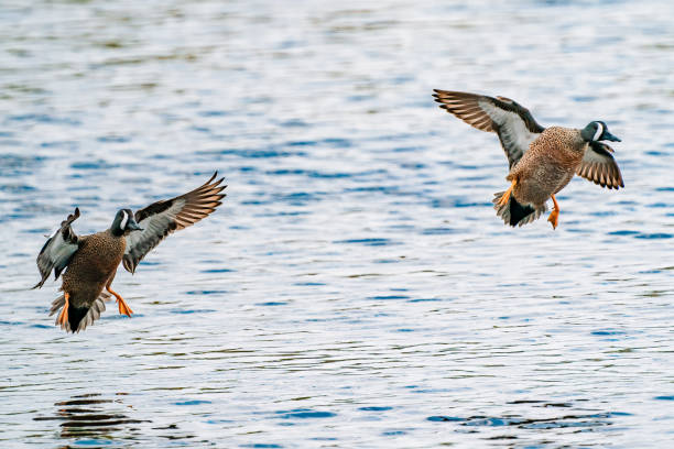 istock Pair of ducks flying over a water surface 1454140978