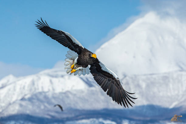 istock Beautiful shot of an eagle in motion during the day 1454141185