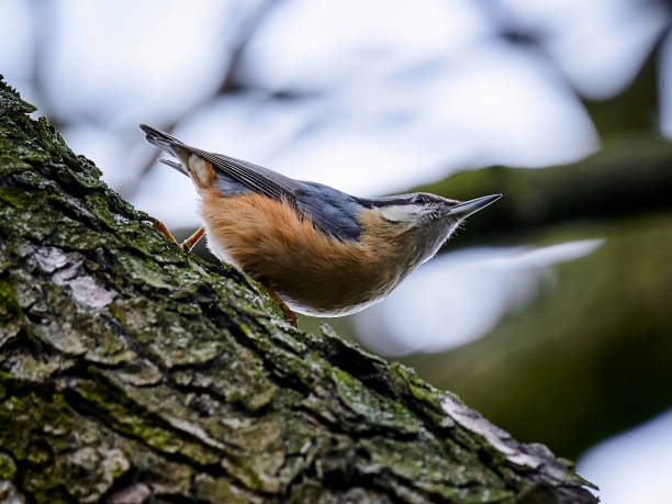 istock Closeup of a eurasian nuthatch perched on a tree 1454141205