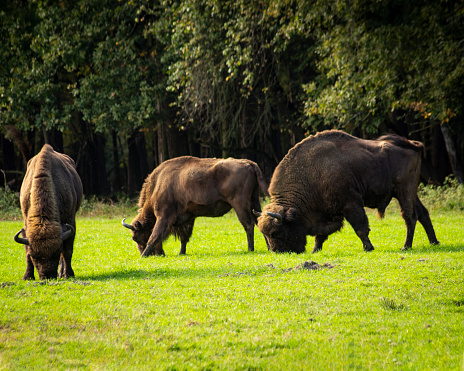 photo of a wisent (Bos bonasus)  in the wilderness
