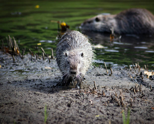 istock Horizontal photo of Amerrican nutria 1454141303