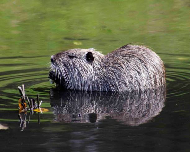 istock Horizontal photo of Amerrican nutria 1454141306