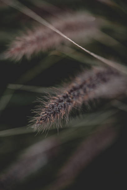 istock Vertical shot of wheat grass on a blurred background 1454141450