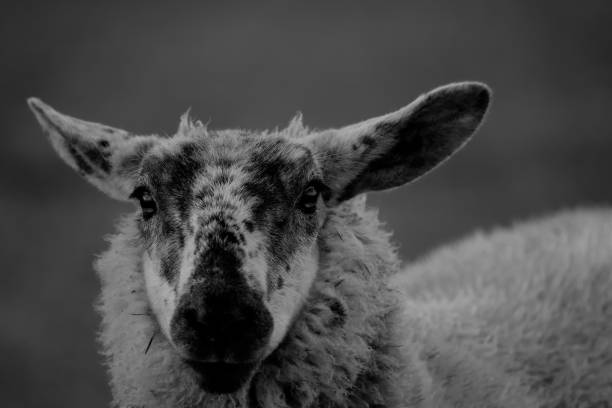 istock Grayscale closeup shot of a spotted sheep face 1454141627