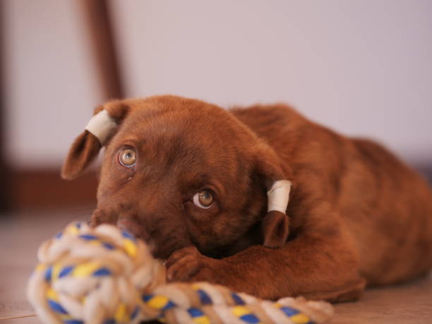 istock Brown labrador playing with a cloth ball on the floor 1454141753