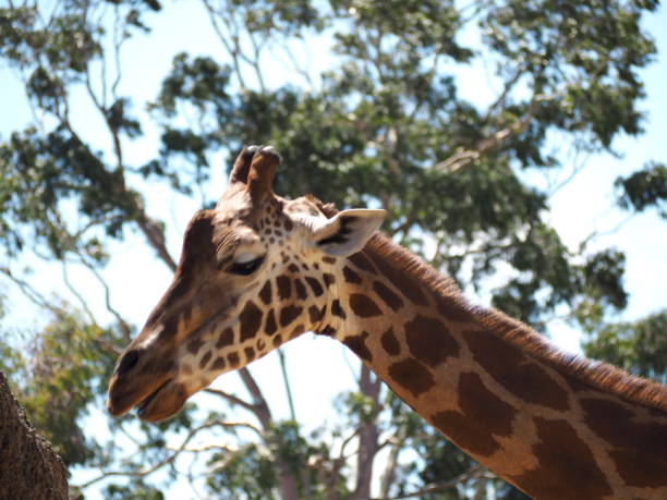 istock Closeup shot of a giraffe 1454141810