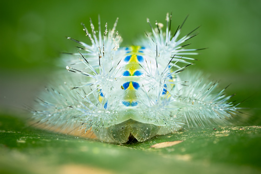 Closeup shot of a caterpillar on the green leaf