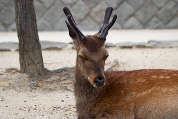istock Adorable deer with closed eyes laying on the ground 1454141874