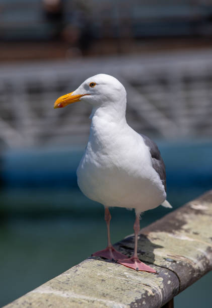 istock Vertical shot of a seagull perched on a dock 1454141991