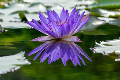 A blooming purple lotus flower on a pond