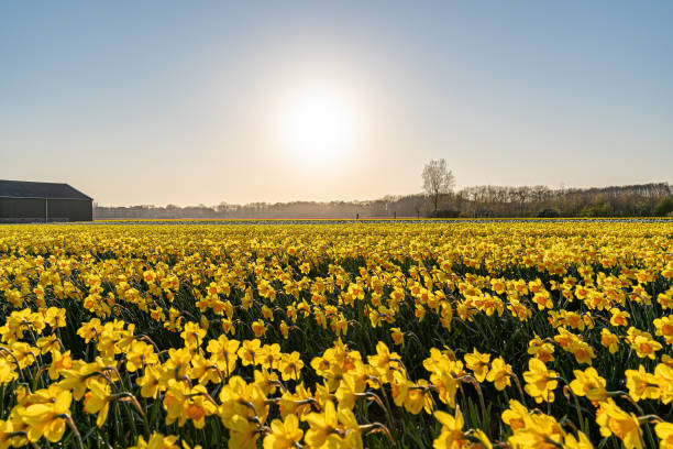 istock Beautiful sunny meadow with rows of blooming yellow daffodils 1454142216