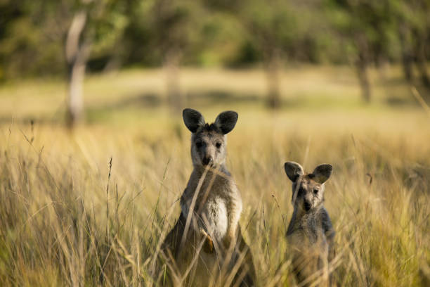 istock Selective focus shot of kangaroos in a field during daylight 1454142219