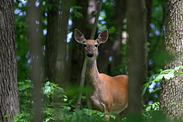 istock Closeup shot of a young deer 1454142250
