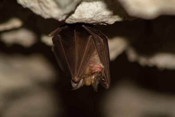 istock Closeup shot of a bat 1454142422