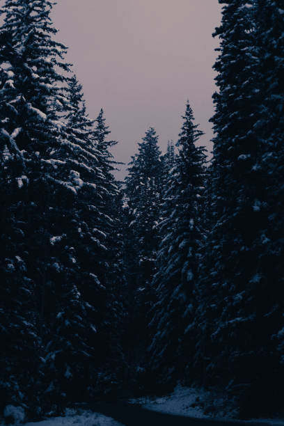 istock Vertical shot of snowy pine trees in a mountain forest 1454142458