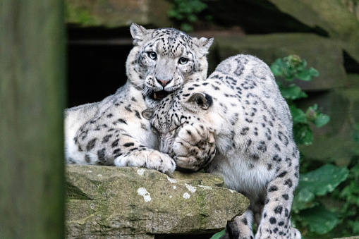 Couple of snow leopard (Panthera uncia), beautiful wild big cat, native to the mountain ranges of Central and South Asia