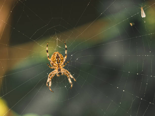 istock Closeup shot of a spider on the web 1454142574
