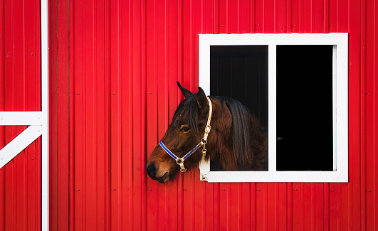 A brown horse looking out of a red barn
