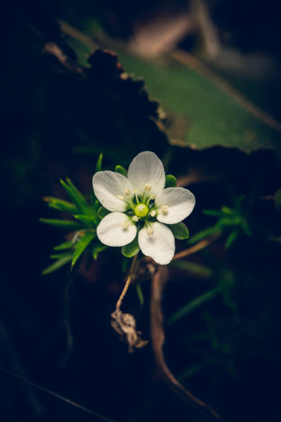 istock Vertical shot of a small, white flower with a blurred background 1454142596
