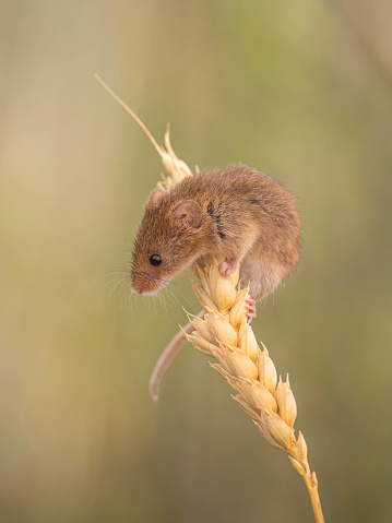 A vertical closeup of the harvest mouse on a piece of corn. Cornwall, England.