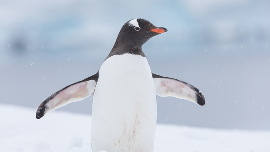 A portrait of a cute Gentoo penguin during the snowfall in Antarctica with a blurry background