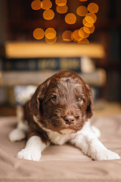 istock Vertical shot of a laying dog 1454142838