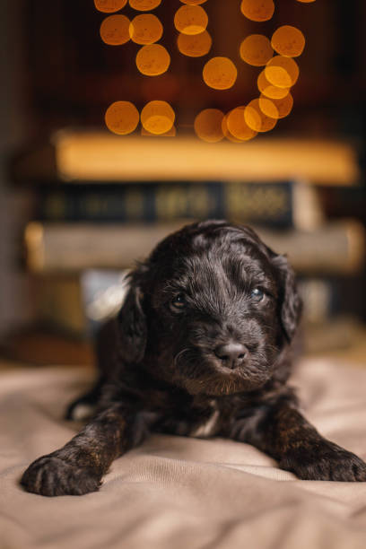 istock Vertical shot of a laying dog 1454142844